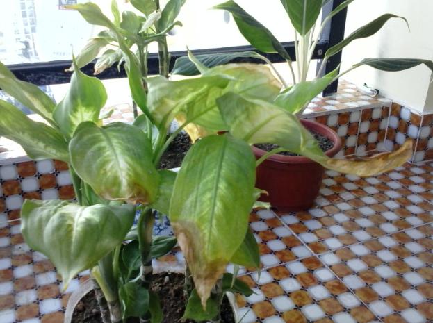 万年青叶子发黄怎么办施什么肥,万年青叶子长白霉如何处理