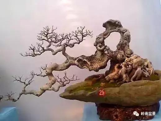 临水式金弹子盆景图片大全欣赏,看盆景展里赏心悦目的盆景