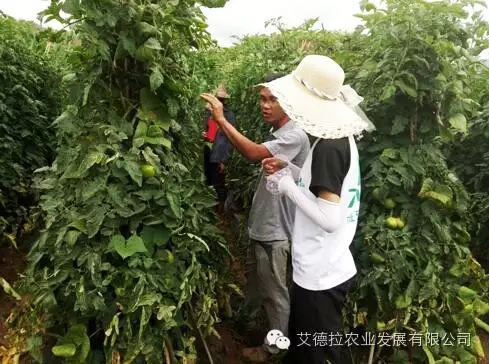 爱农服务一切为农,爱农懂农为农服务