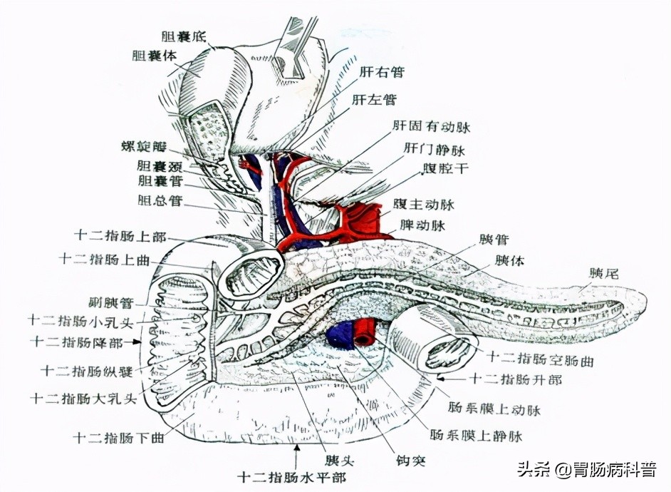 消化系统解剖图视频,消化系统解剖图手绘简单