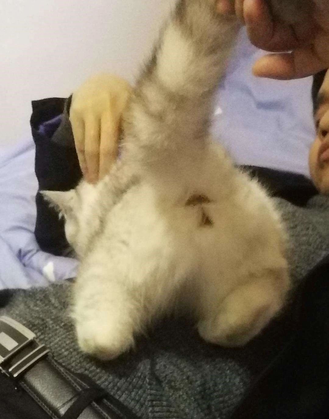 猫咪肛门腺有什么症状,猫咪肛门腺什么症状