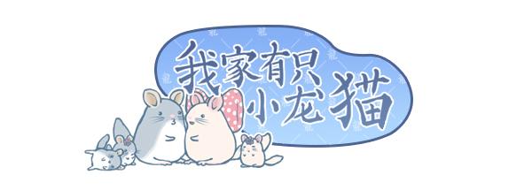 龙猫原创漫画全集 (龙猫漫画视频)