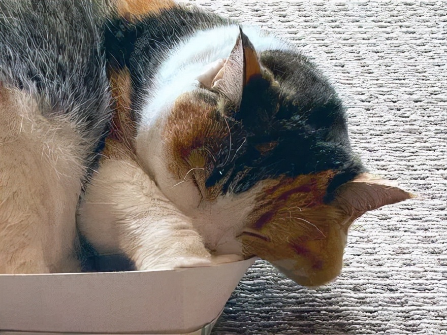 众所周知的猫咪,猫咪是液体也是固体