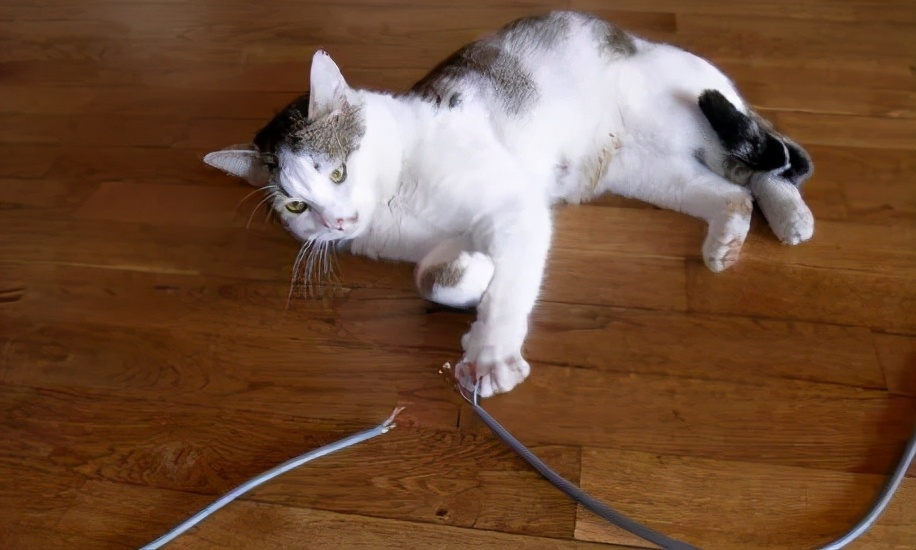 猫咪挑食纠正过来后还能喂零食吗,猫咪出现挑食情况铲屎官怎么办