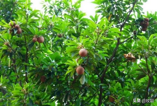 巴西红檀铁线子,耐热耐阴的铁线莲品种