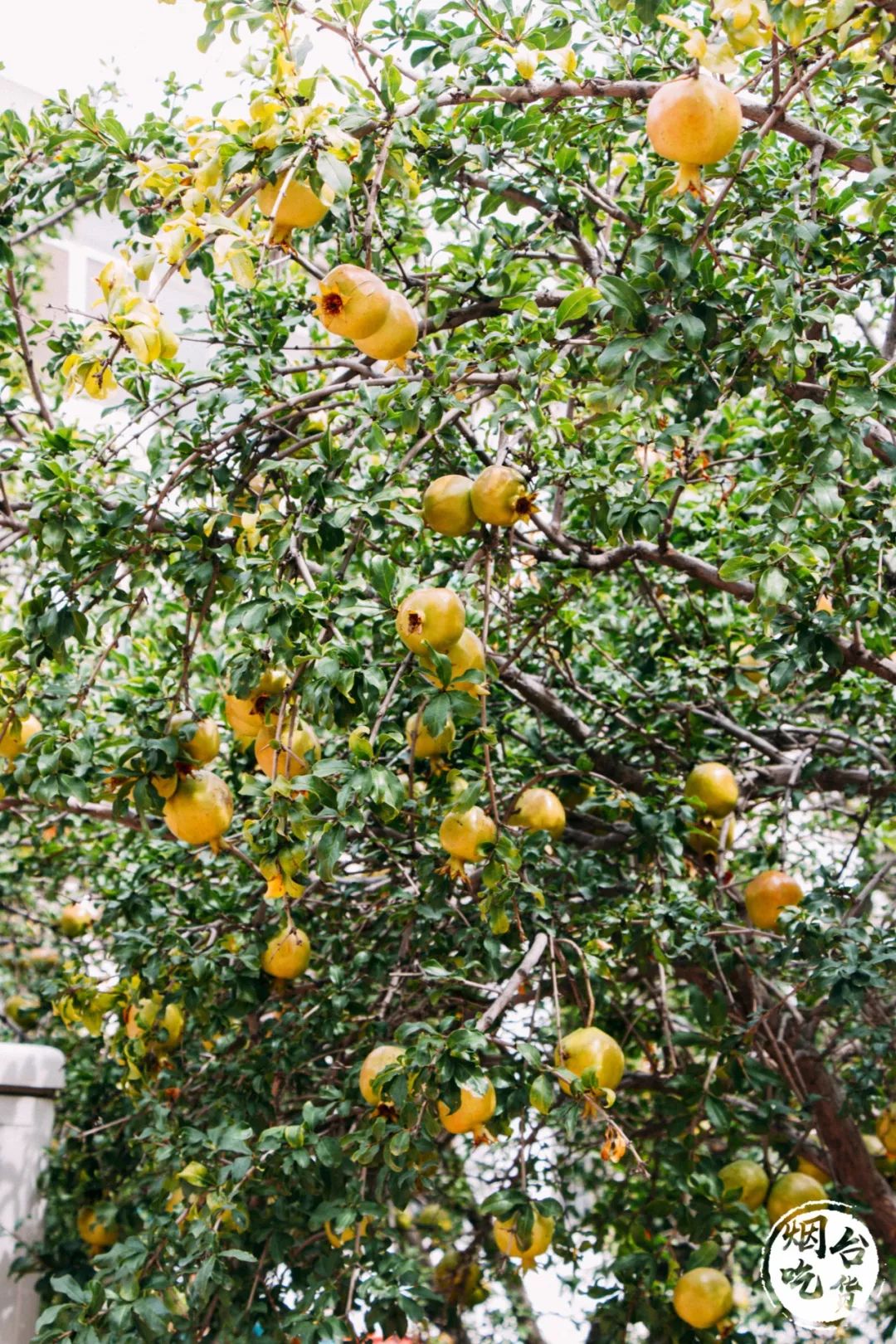 烟台大学各个餐厅,烟台大学有几家餐厅