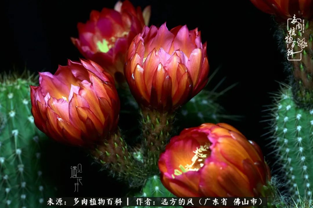 那些花儿在每个角落静静为你开着,那些花儿在每个角落静静地绽放