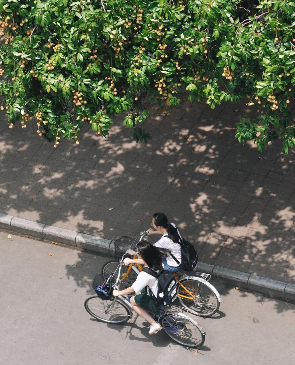 中国荔枝哪里好吃,哪个地方的荔枝最好吃最出名