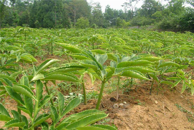 四川珠芽黄魔芋种植高产栽培技术,湖北珠芽黄魔芋种植高产栽培技术