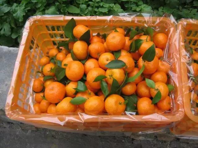 沙糖桔为什么那么容易烂,沙糖桔烂了表现出什么症状