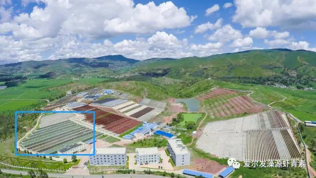 云南爱尔发雨生红球藻虾青素产品,雨生红藻虾青素