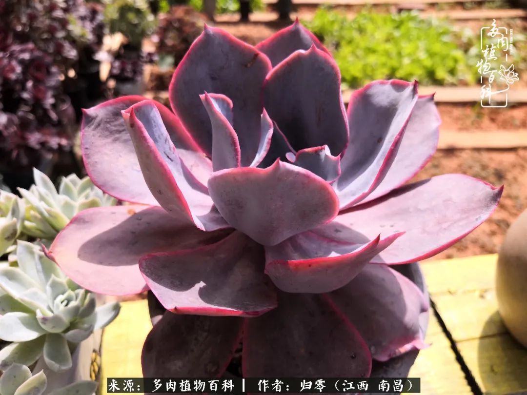 人生转个弯,在小院遇见落入凡间的多肉小精灵