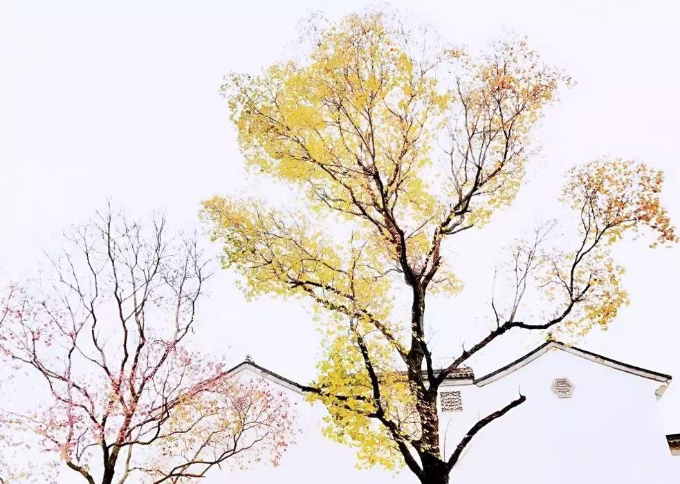 南京的秋天浪漫吗,一起去看南京最美的秋天