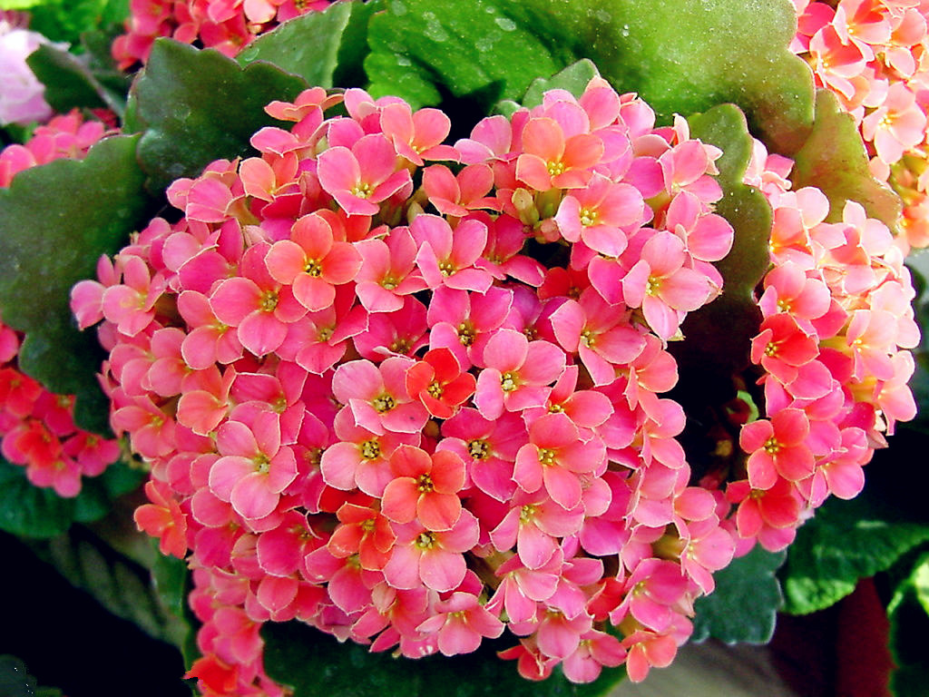 养花也要经历九九八十一难,养花的苦恼有哪些