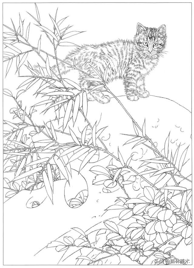 国画工笔猫白描,邢诚爱工笔画猫白描底稿