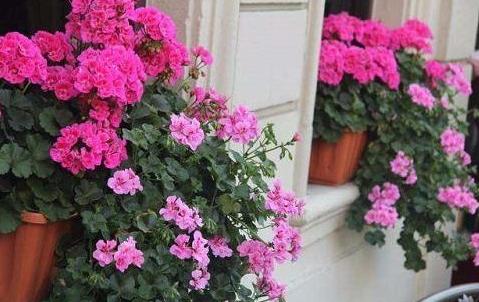 黄豆沤肥怎样才能没有臭味,买的发酵好的黄豆饼肥还有臭味吗