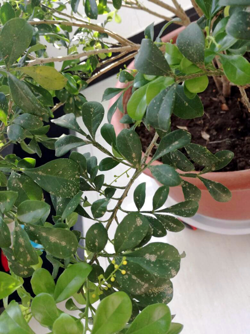 米兰和九里香哪个好养一点,米兰和九里香室内哪个好养