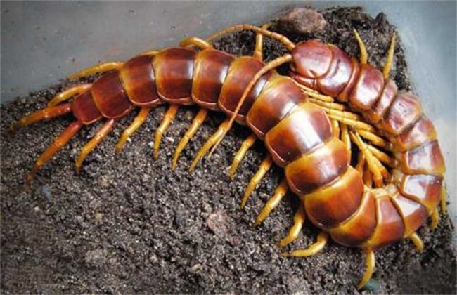 蜈蚣的养殖方法视频教程,蜈蚣养殖难点在哪里