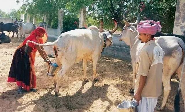 牛的天堂完整视频,牛的天堂印度