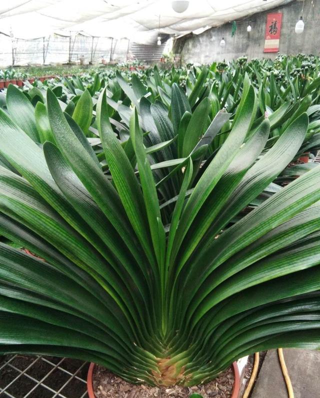 你会繁殖君子兰吗？用这个方法，很快长出新芽，新手也能学会