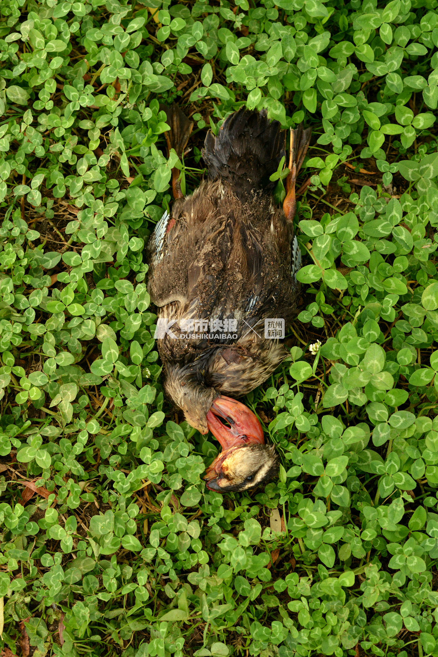 西湖鸳鸯断腿而亡,西湖边鸳鸯断腿而亡是谁的毒手
