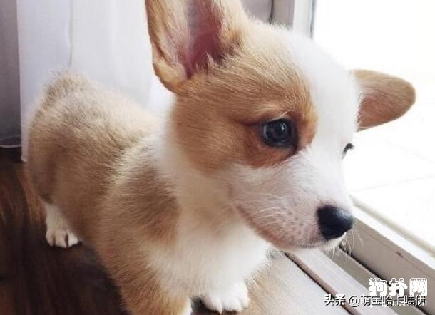 威尔士柯基犬的优点和缺点,柯基犬优点和缺点