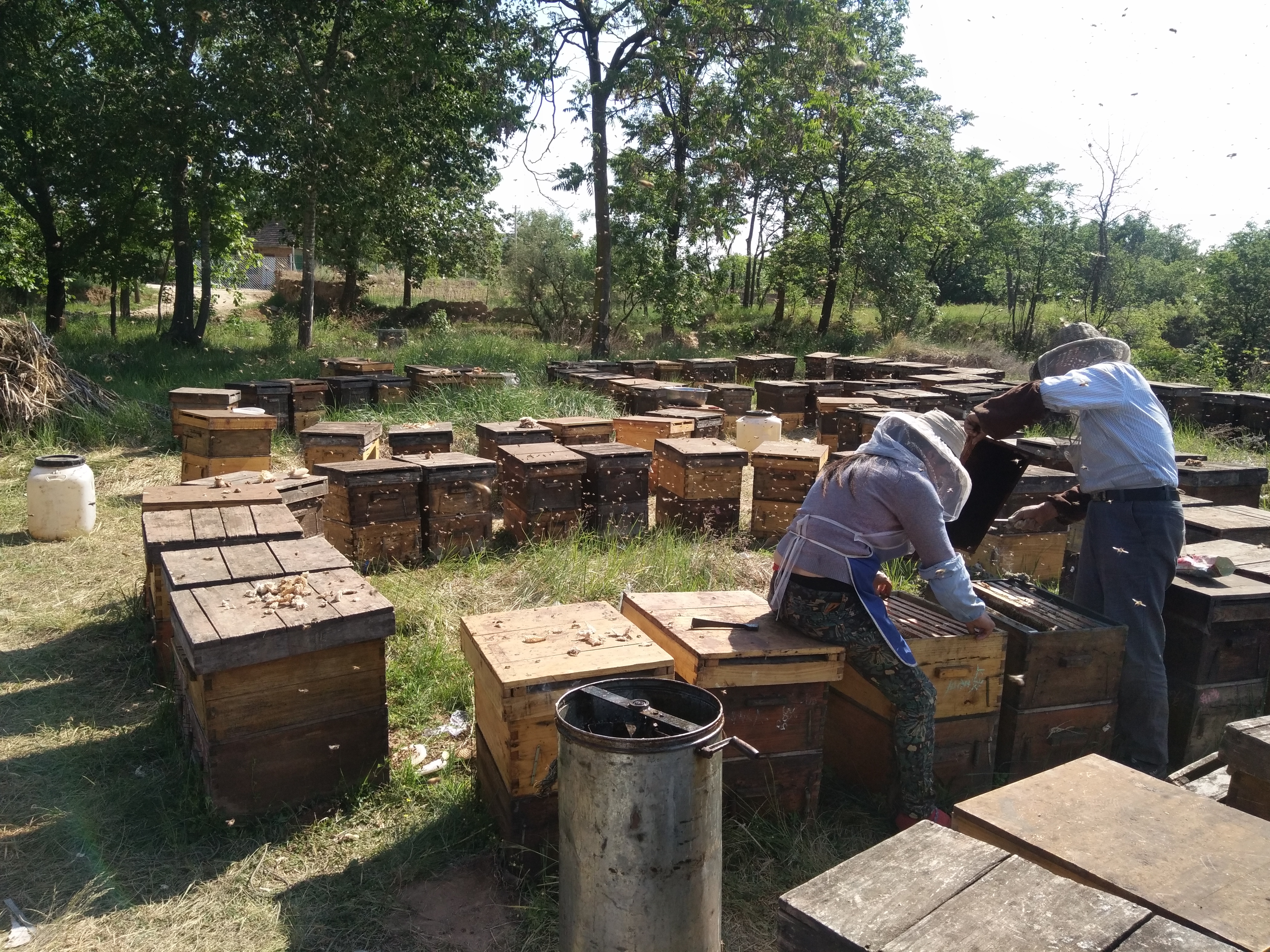 “转场蜜蜂”被纳入应急运输保障范围，路通了，但蜜源地村长说：你是外地人，不让进村