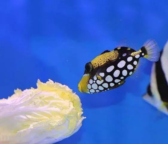 fot海水观赏鱼,fot鱼品种