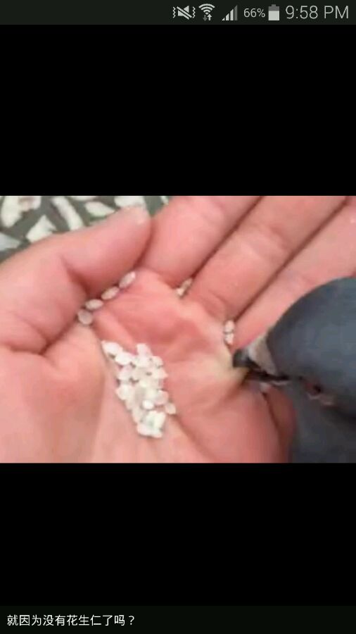 幼鸽被别人的鸽子带走了怎么办,幼鸽被鸽群带走还能回来吗