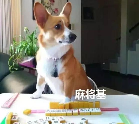 当你养了柯基时,等于拥有了挖掘基、战斗基、老司基等8只基