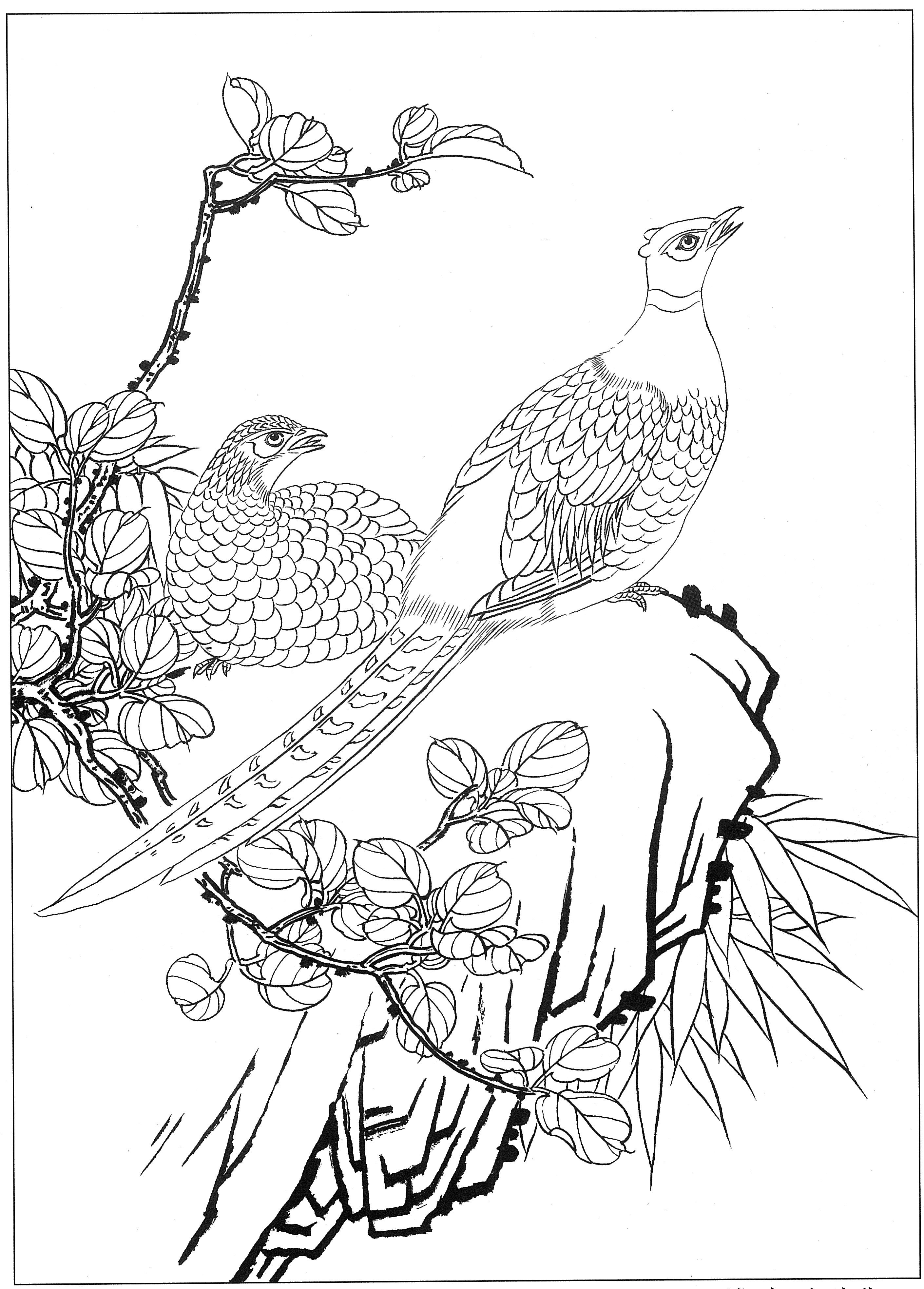 白描鸡图片大全,鸡的工笔画法