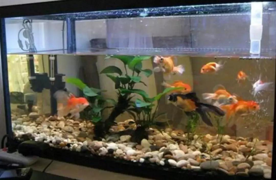 民宿除虫的方法,民宿杀虫灭蟑螂