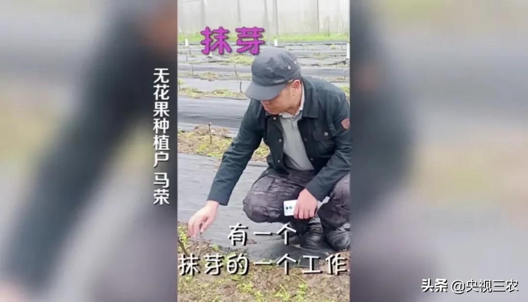 中医药专家讲解无花果功效和作用,无花果的秘密