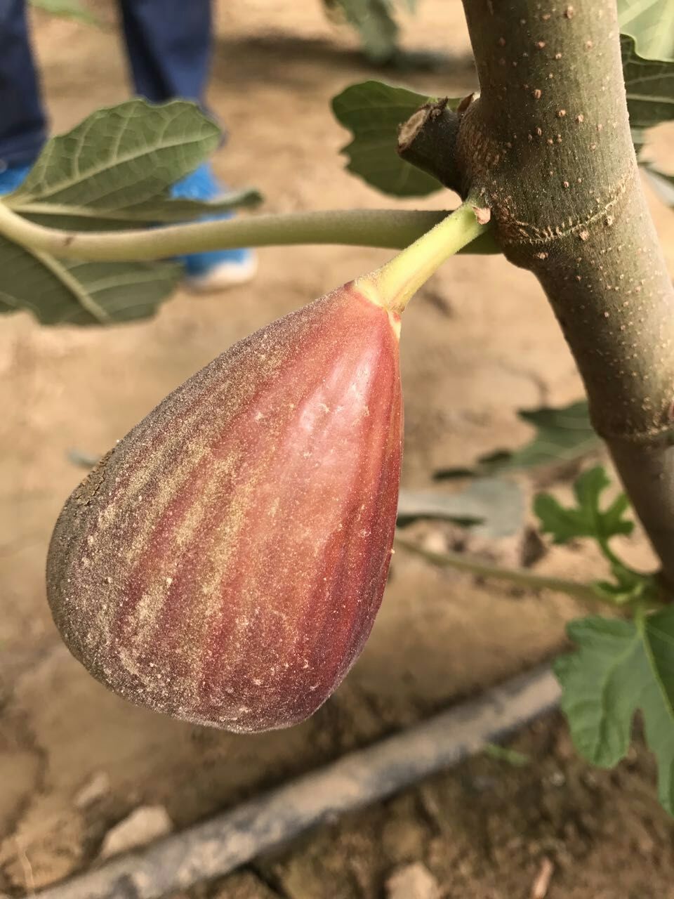 名扬四海的新疆瓜果,带你一起吃遍新疆瓜果