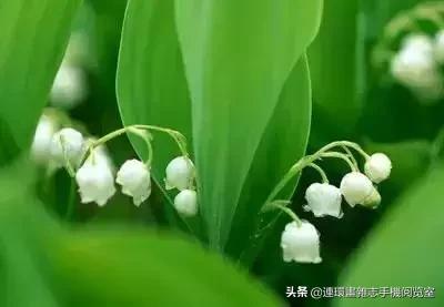 各种花的花语文案,花的花语100种