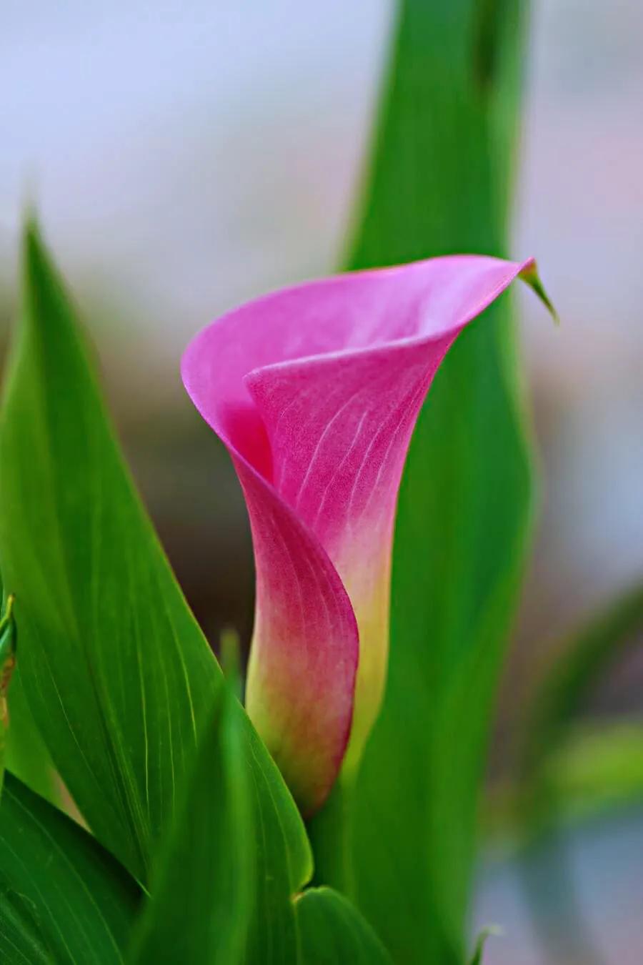 马蹄莲品种及图片欣赏大全,马蹄莲有几种品种图片