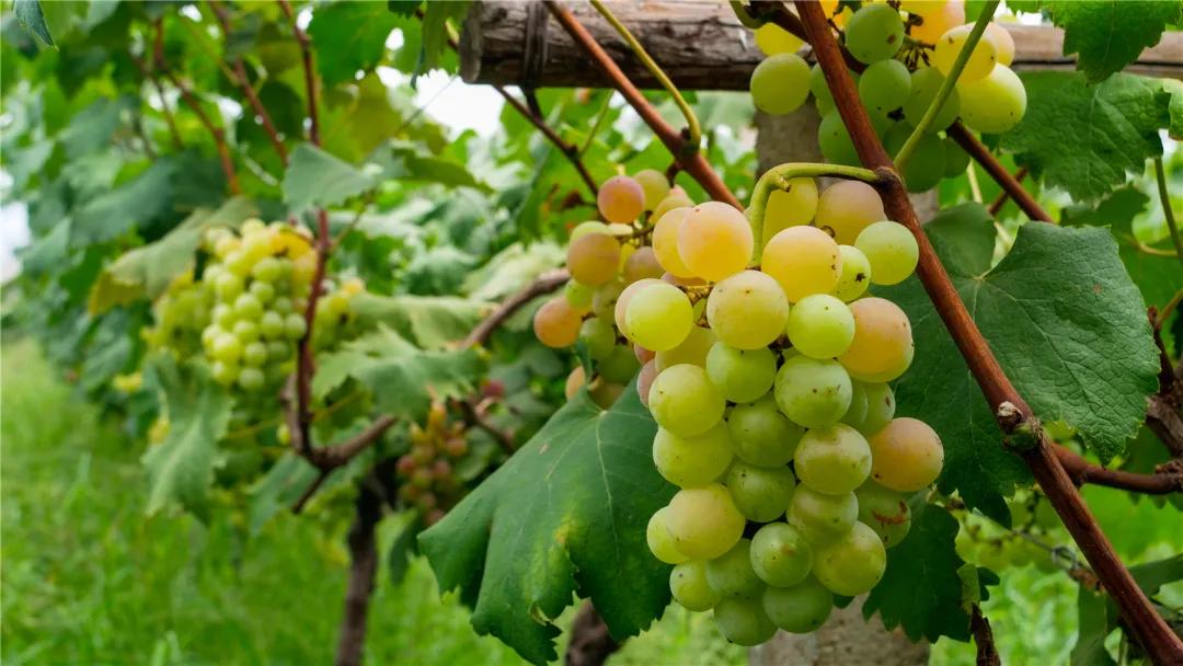 过年相城游玩攻略,相城区冬日游玩攻略