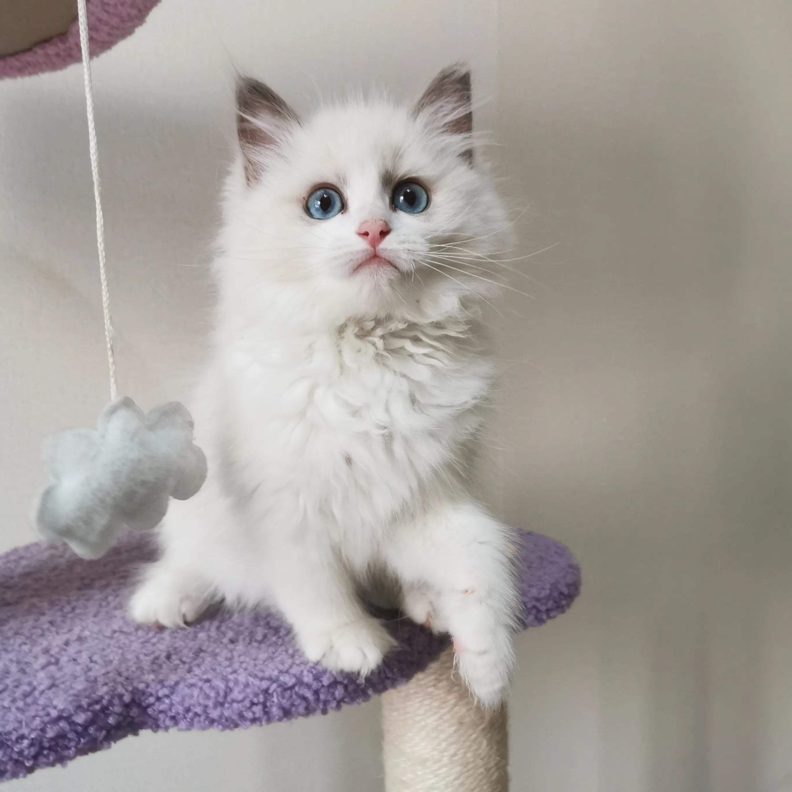 猫癣要治吗,猫癣好治么