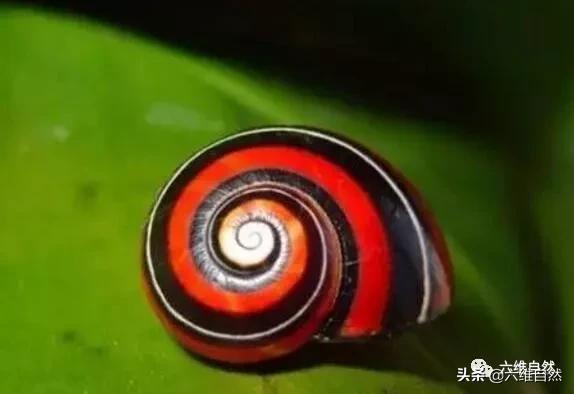 非洲最漂亮的蜗牛,世界上最美丽的珍珠蜗牛