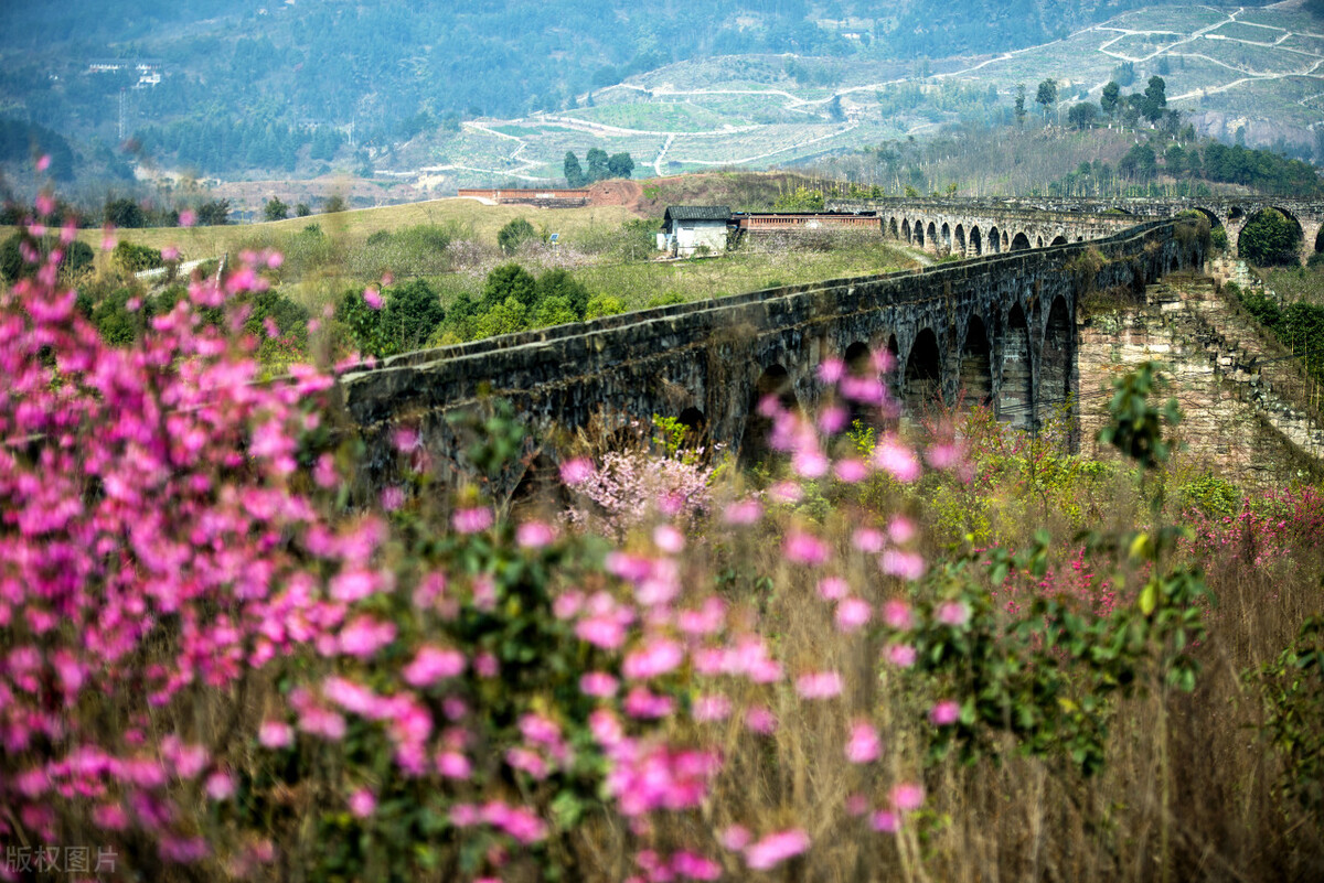 怎样种植无花果不生虫,怎样种植无花果盆景