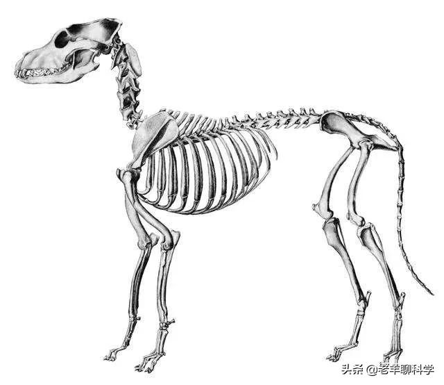 恶犬咬人被反杀集锦解气,恶犬咬人被一招制服