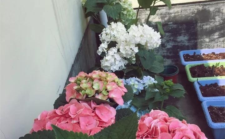 盆栽花发蔫什么原因,买回来的花很快就蔫的原因