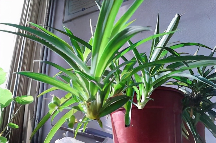 吸甲醛的绿植好养排名,吸甲醛好养活的绿植排名