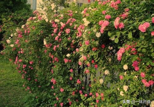 蔷薇硝是什么稀罕物？能引得赵姨娘大闹*红院怡**，把探春气到无语