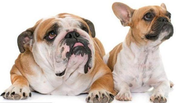 为什么很多人养外国犬种,英国斗牛犬为什么禁养