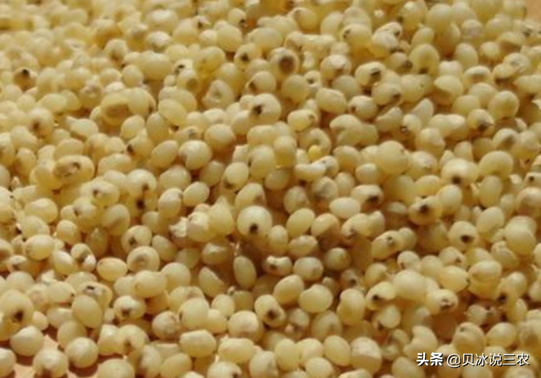 高粱的种植技术与方法,高粱种植条件有什么要求