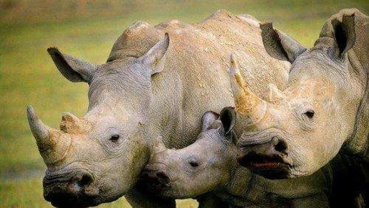 地球上十大杀手动物,地球上的动物杀手