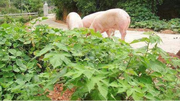战疫助农滞销品突然销售火爆,战疫助农数据