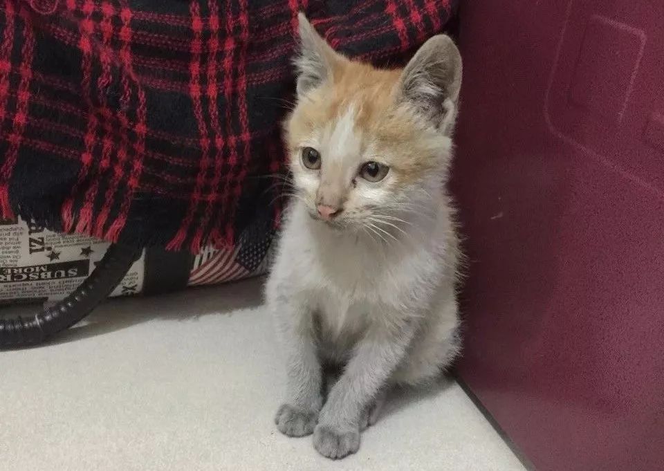 小佩闷死猫后续,小佩猫窝现在还有吗