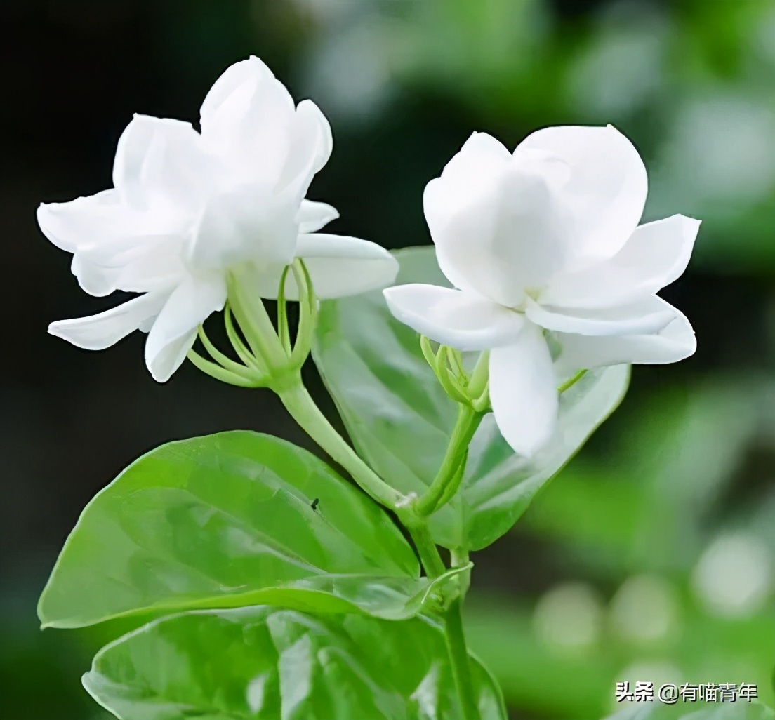 猫咪绿萝中毒会死吗,家里的绿萝在养猫之后死完了